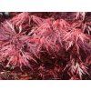 Javor dlanitolistý 'Dissectum Atropurpureum'  Acer palmatum 'Dissectum Atropurpureum'