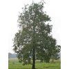 alnus3