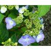 Hzdrangea Twist and Shout Blue