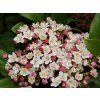 Kalina vavřínová 'Gwenllian'  Viburnum tinus'Gwenllian'