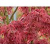Acer Jerre Schwartz (3)