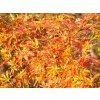 Acer Jerre Schwartz (1)