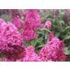 106334 16 106334 16 106334 16 106334 16 106334 16 106334 16 106334 16 buddleja little ruby 2