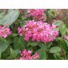 106334 17 106334 17 106334 17 106334 17 106334 17 106334 17 106334 17 buddleja little ruby 1
