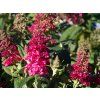 106334 106334 106334 106334 106334 106334 106334 buddleja candy little ruby