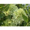 Hortenzie latnatá 'Pixio®'  Hydrangea paniculata 'Pixio®'