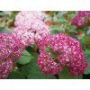 Hortenzie stromečkovitá BellaRagazza 'Mauvette'  Hydrangea arborescens BellaRagazza 'Mauvette'
