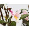 Weigela Vintage Love