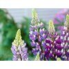 Lupina 'West Country'  Lupinus 'West Country'