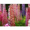 Lupina 'West Country'  Lupinus 'West Country'