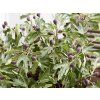 106460 8 106460 8 ficus little miss figgy 1
