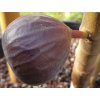 Fíkovník smokvoň 'Violette Normande'  Ficus carica 'Violette Normande'