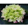 Hydrangea macrophylla Red Baron (3)