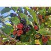 Moruše 'Mojo Berry'  Morus rotundiloba 'Mojo Berry'