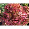 Hortenzie latnat� �Petite Cherry� (Balen� kontejner p12)