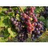 106814 reva vinna ester