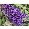 Komule Davidova �Butterfly Candy Little Purple� (Balen� kontejner p17)