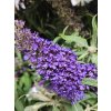 Komule Davidova �Butterfly Candy Little Purple� (Balen� kontejner p17)