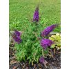 Komule Davidova �Butterfly Candy Little Purple� (Balen� kontejner p17)