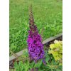 Komule Davidova �Butterfly Candy Little Purple� (Balen� kontejner p17)