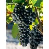 merlot3