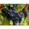merlot2