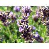 Levandule �zkolist� �Aromatico Blue� - Lavandula angustifolia 'Aromatico Blue' (Balen� kontejner)