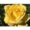 107351 2 ruze arthur bell baleni specialni baleni