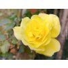 107351 ruze arthur bell baleni specialni baleni
