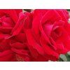 107384 ruze amadeus baleni specialni baleni