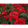 Růže 'Black Forest Rose®' (Balení speciální balení)