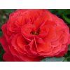 107435 1 ruze cherry girl