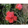 Růže 'Cherry Girl®'  Rosa 'Cherry Girl®'