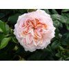 Růže 'Garden of Roses®' (Balení speciální balení)