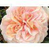 Růže 'Garden of Roses®' (Balení speciální balení)
