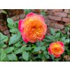 107504 1 107504 1 107504 1 107504 1 ruze gartenspass baleni specialni baleni