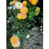 107504 2 107504 2 107504 2 107504 2 ruze gartenspass baleni specialni baleni