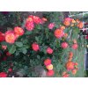 107504 4 107504 4 107504 4 107504 4 ruze gartenspass