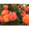 107504 5 107504 5 107504 5 107504 5 ruze gartenspass