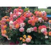 107504 6 107504 6 107504 6 107504 6 ruze gartenspass