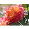 107504 107504 107504 107504 ruze gartenspass baleni specialni baleni