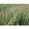Dochan psárkovitý 'Gelbstiel' - Pennisetum alopecuroides 'Gelbstiel'  Pennisetum alopecuroides 'Gelbstiel'