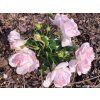 Růže 'Home&Garden®' (Balení speciální balení)