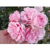 Růže 'Home&Garden®' (Balení speciální balení)