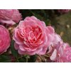 Růže 'Kolner Flora®' (Balení speciální balení)