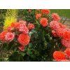 107711 1 ruze orangerie baleni specialni baleni