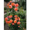 107711 2 ruze orangerie baleni specialni baleni