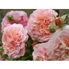 Růže 'Rose de Tolbiac®' (Balení speciální balení)