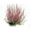 Calluna vulgaris Martina