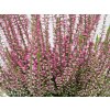 Calluna vulgaris Martina (5)
